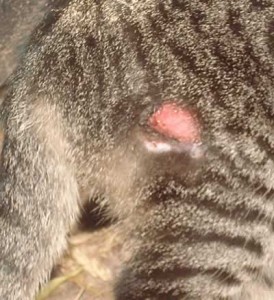 sores on cats