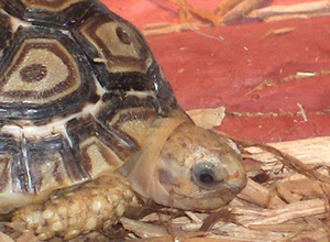Tortoise with white above the eye sockets Tortoise with white above the eye sockets