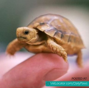 Daily Paws Picture of the Day: Baby Turtle « Daily Paws