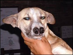 Rare Double-Nosed Andean tiger hound