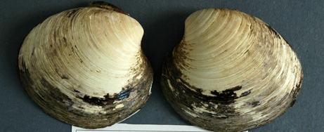 405 year old clam